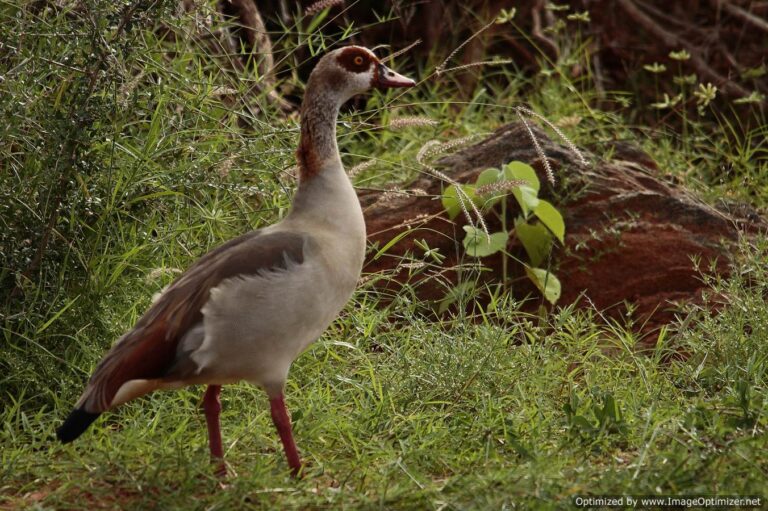 Birdsviewing-Tsavo-East-National-Park-lozitours.co.ke-safaris-kenya