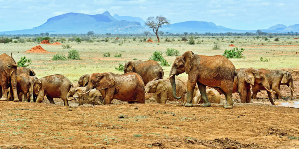 TSAVO-NATIONAL-PARK-KENYA-dreamtours-safaris-kenya