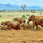 TSAVO-NATIONAL-PARK-KENYA-dreamtours-safaris-kenya