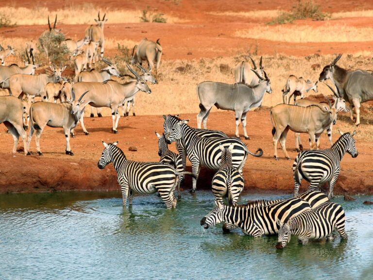Tsavo-national-park-animals-Tsavo-East-Elephants-lozitours.co.kekenya