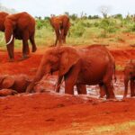 dreamtours.co.ke-safaris-kenya-Elephants-of-Tsavo