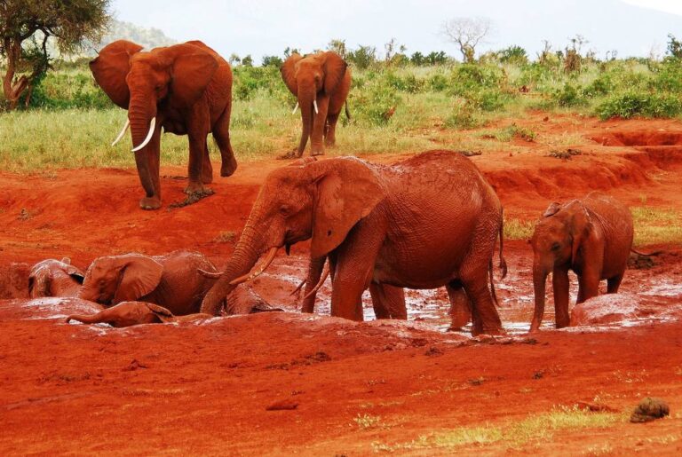 Tsavo East 2 Days Safari
