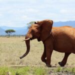 elephants-in-Tsavo-East-Park-dreamtours.co.ke-safaris-kenya