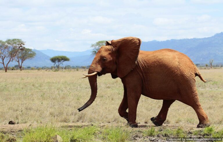 elephants-in-Tsavo-East-Park-dreamtours.co.ke-safaris-kenya
