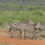 Masai- Mara-zebra and wildebeest herd_dreamtours.co.ke-kenya