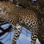 kilima-lodge-amboselilozitours.co.ke-kenya