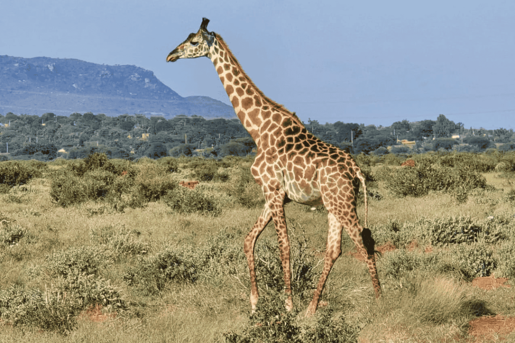 6daysafariwithlozitours.co.ke.fw