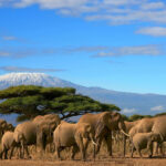Amboseli-Elephantsamboseli-national-park-Dreamtours.co.ke-kenya