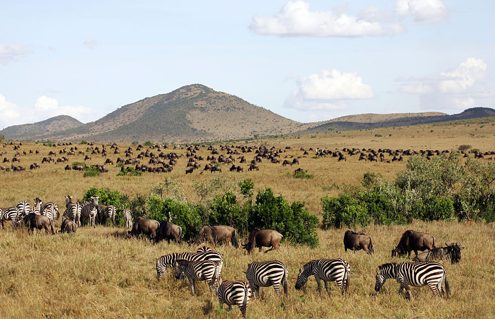 -safarisMasai_Mara_National_Reserve_042