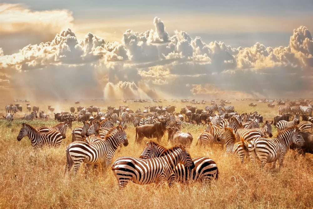 Masai- Mara-zebra and wildebeest herd_dreamtours.co.ke-kenya