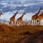 Masaii Mara group of giraffe