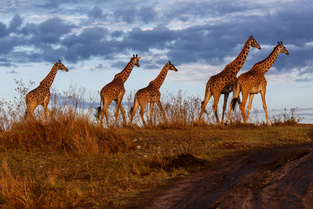 Masaii Mara group of giraffe