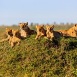 Masai Mara pride of lions-lozitours.co.ke