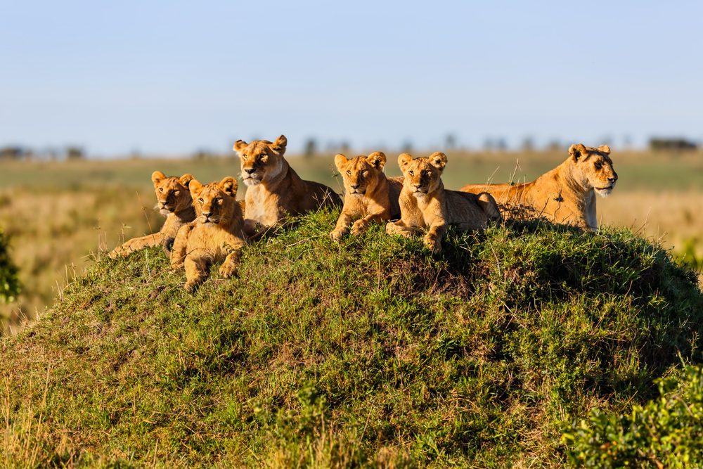 Masai Mara pride of lions-lozitours.co.ke