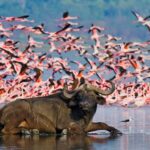 The-Wonders-of-Lake-Nakuru-dreamtours.co.ke