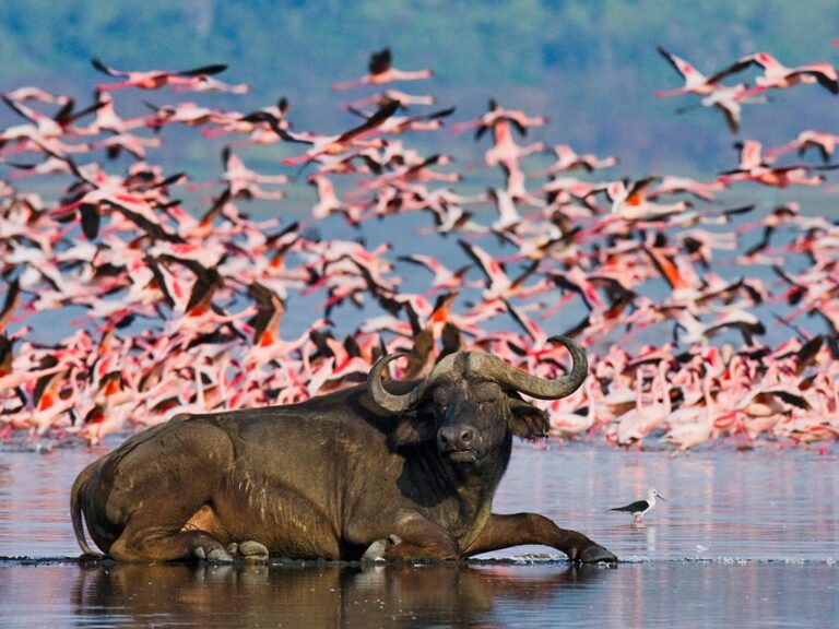 The-Wonders-of-Lake-Nakuru-dreamtours.co.ke