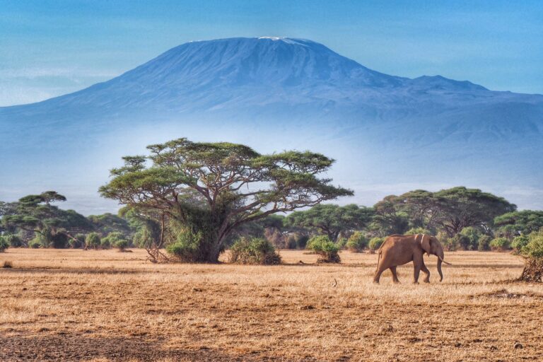 elephants-against-mt-kilimanjaroamboseli-national-LOZItours.co_.ke-safaris-kenya.jpg