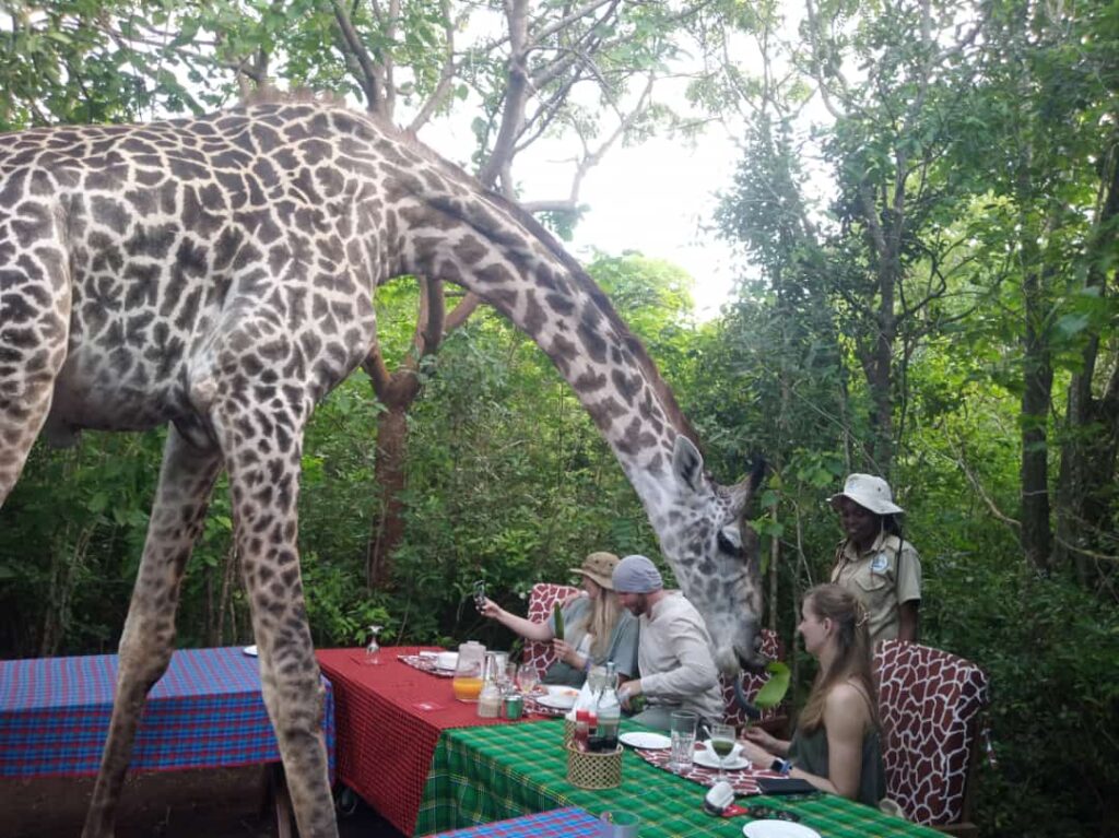 feeding-girraffes-at-borabora-wildlife-sanctuary-diani-dreamtours