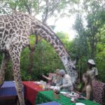 feeding-girraffes-at-borabora-wildlife-sanctuary-diani-dreamtours