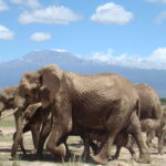 herd-of-elephants-with-kilimanjaro-view-dreamtours.co.ke-safaris-kenya