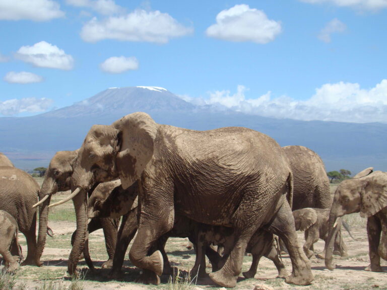 3 days Tsavo West-Amboseli Safari