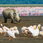 lake-nakuru-dreamtours.co.ke-nakuru-sopa