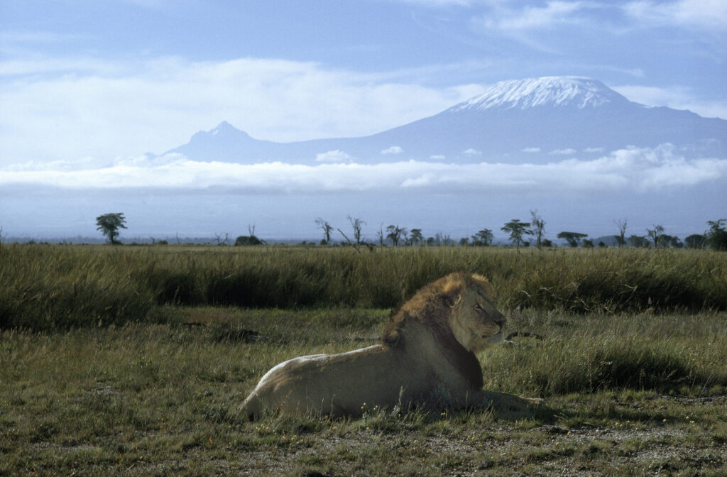 lions-against-kilimanjaro-amboseli-national-lozitours.co.ke-kenya