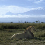 lions-against-kilimanjaro-amboseli-national-lozitours.co.ke-kenya