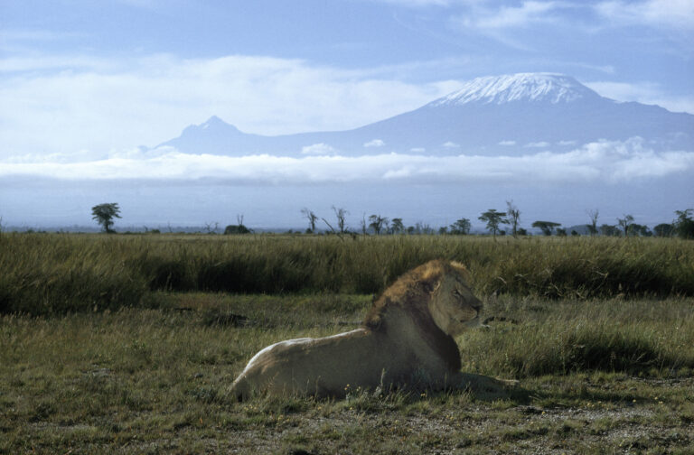 lions-against-kilimanjaro-amboseli-national-lozitours.co.ke-kenya