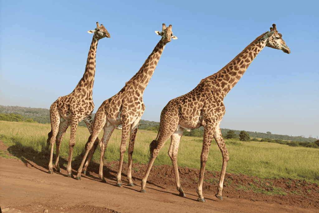 ExploreNgulia-sanctuary-in-tsavo-west-national-park-lozi-tours-safaris-kenya