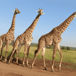 ExploreNgulia-sanctuary-in-tsavo-west-national-park-lozi-tours-safaris-kenya