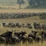wildebeest-Migration-Masai-mara-lozitours.co.ke