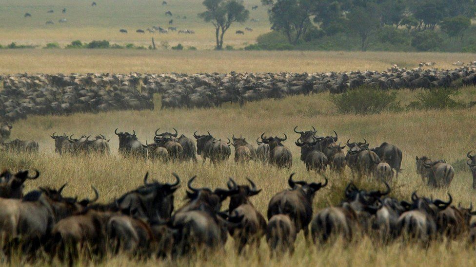 wildebeest-Migration-Masai-mara-lozitours.co.ke