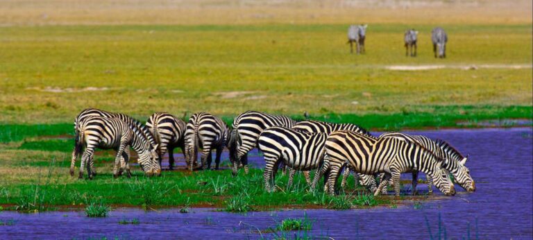 zebra-grazing-Amboseli-lozitours.co.ke