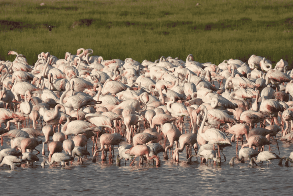 7daysultimatesafariwithlozitours.co.ke.fw