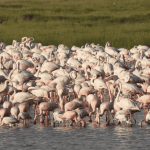 7daysultimatesafariwithlozitours.co.ke.fw